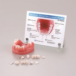 Protetisk Studiemodel 